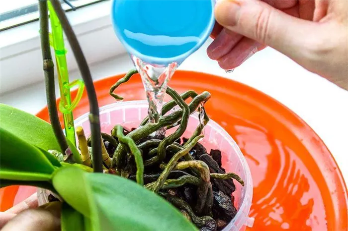Как поливать орхидеи в домашних условиях