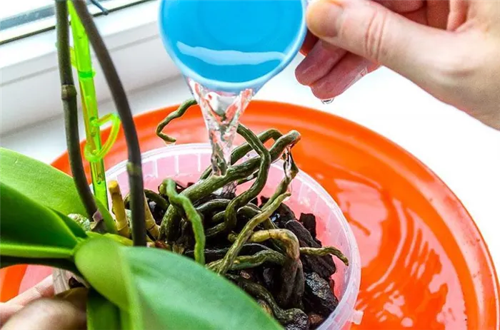 Как поливать орхидею в период покоя