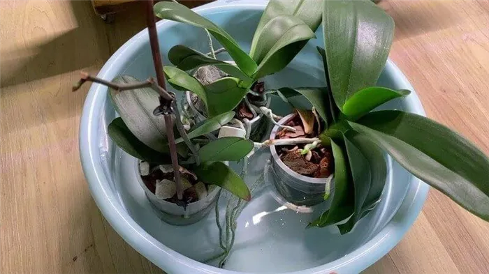 Как поливать орхидеи методом подтопления