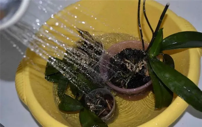 Как поливать орхидеи методом горячего опрыскивания