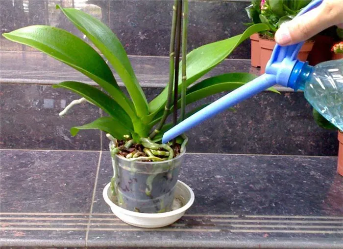 Как поливать орхидеи из емкости для полива