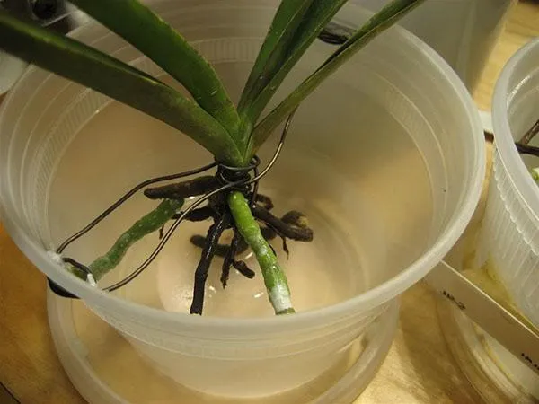 Орхидеи выращивают корни в воде с медом или сахаром