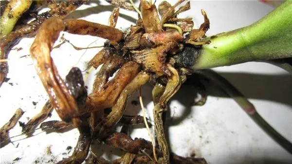 Как оживить орхидею - с гнилыми корнями или без корней