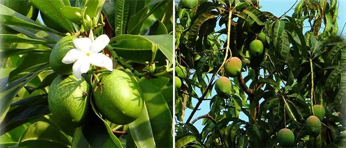 Как растут растения манго