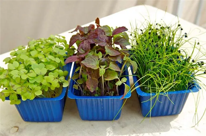 Выбор растений для выращивания микрозелени