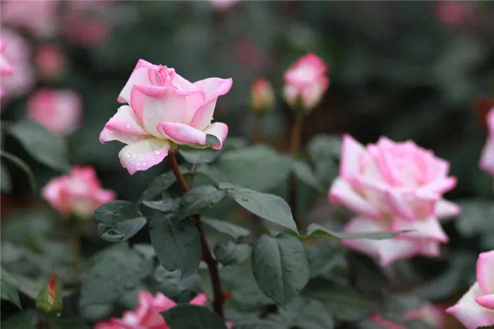 Какие розы лучше всего подходят для частных садов - описание популярных видов