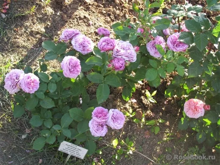 Какие розы лучше всего подходят для частных садов - описание популярных видов
