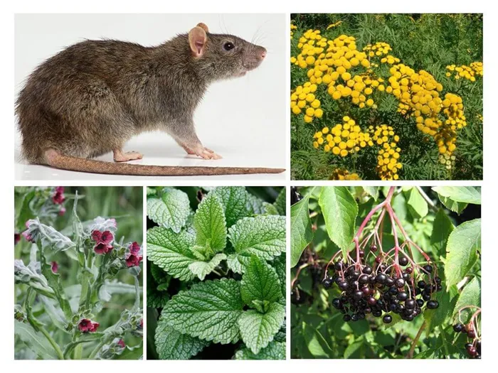 Растения против крыс