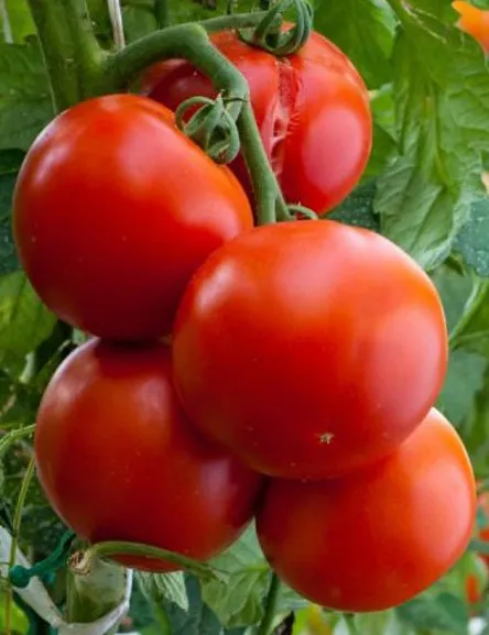 Томаты с отличным плодоношением: преимущества и недостатки. Лучшие сорта томатов для говядины.