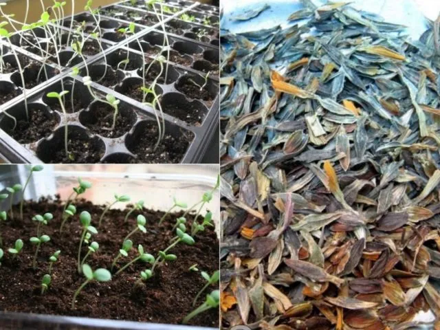 Когда и как сеять рассаду циннии: советы опытных цветоводов