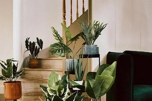 Самые неприхотливые комнатные растения в мире
