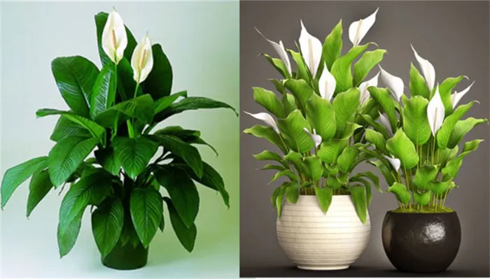 Комнатные растения для вашей квартиры