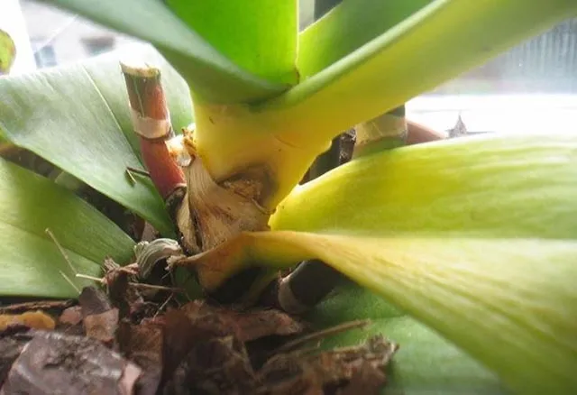 Септицемия - стебель орхидеи