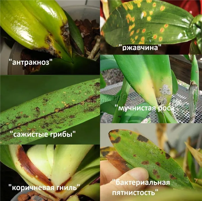 Причины желтых листьев у орхидей