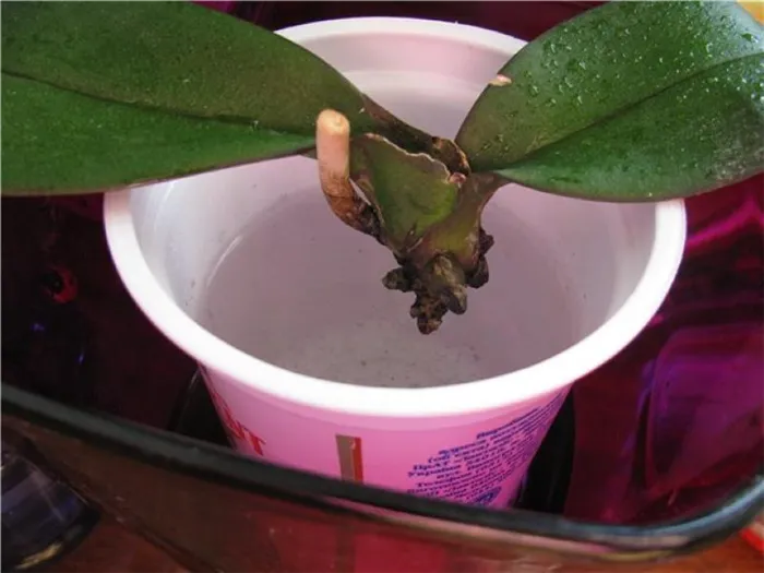 Омоложение орхидей в воде