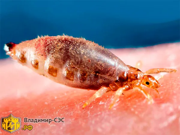 Как отличить постельных червей от других насекомых