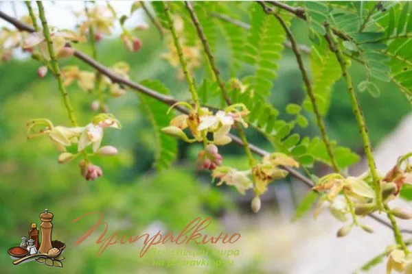 На фото цветущая ветка дерева тамаринда