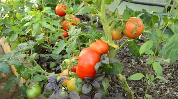 Рассказываем и показываем, как выращивать помидоры