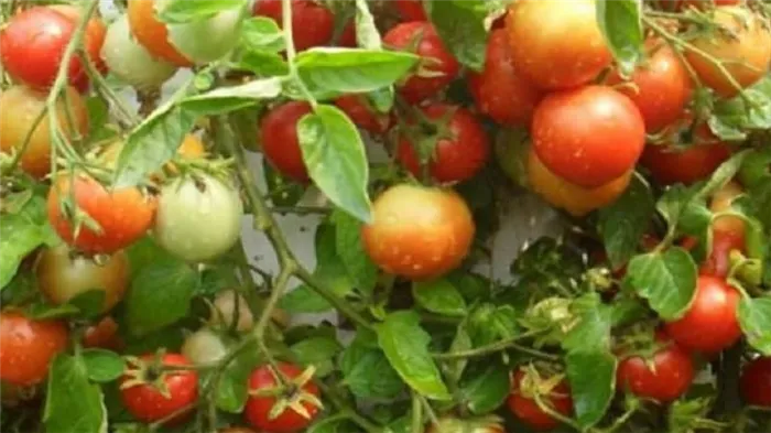 Рассказываем и показываем, как выращивать помидоры