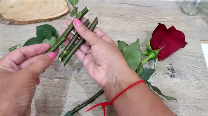 Руководство начинающего цветовода: как укоренить розы из домашних букетов