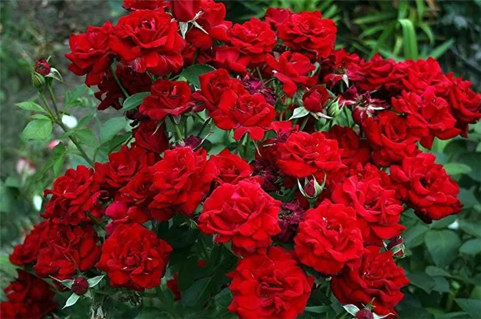 Розы флорибунда - общая характеристика