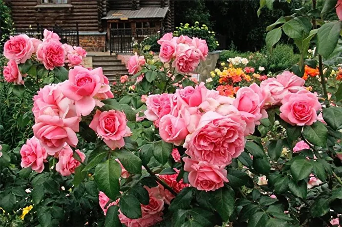 Розы флорибунда - общая характеристика