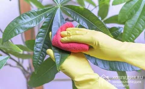 При использовании инсектицидов соблюдайте рекомендуемые меры предосторожности и тщательно мойте руки с дезинфицирующим средством после обработки.