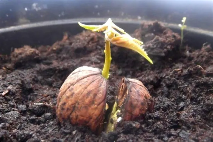 Как посадить грецкий орех в домашних условиях и пересадить его в грунт