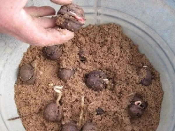 Когда орехи прорастут, их можно оставить в песке, регулярно поливать или пересадить прямо в почву или горшки.