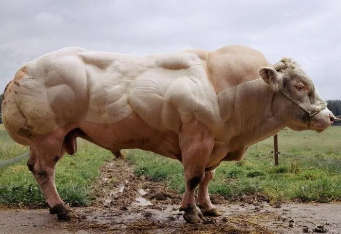 Рост мышц крупного рогатого скота
