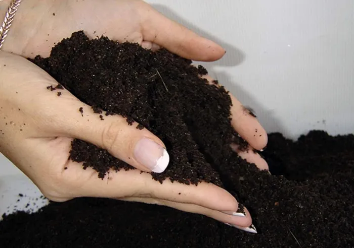 Подготовка почвы: смешайте хорошую почву/компост с торфом и песком в соотношении 3:1:1 (в ведрах легче считать).