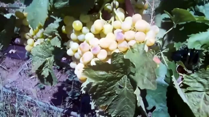 100 способов выращивания черенков винограда, что я делаю постоянно.