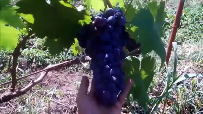 100 способов выращивания черенков винограда, что я делаю постоянно.