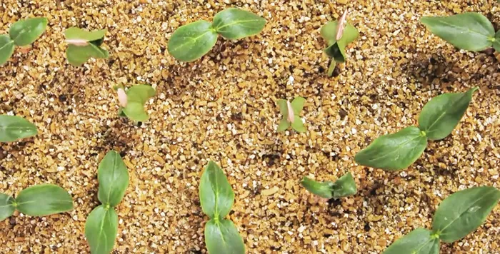 Как использовать вермикулит для выращивания рассады