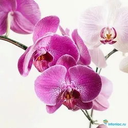 Как ухаживать за орхидеями (Phalaenopsis) в домашних условиях.