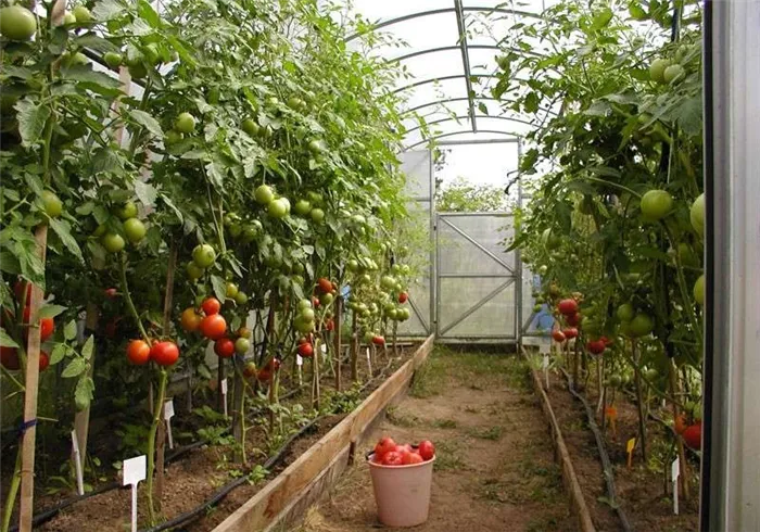 Теплица 3x6 посадка томатов