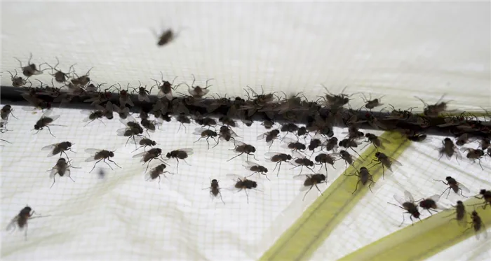 Какие средства борьбы с мухами существуют?
