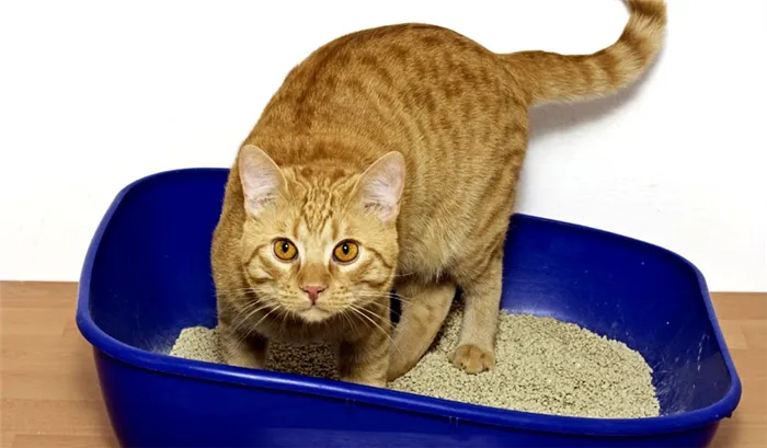 Чтобы предотвратить использование кошками песка, высыпьте всю пищевую соду, протрите поверхность и положите песок.
