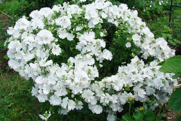 Белые цветы лавателлы.