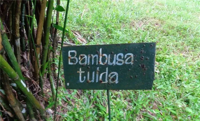 Bambusa tulda из Индокитая