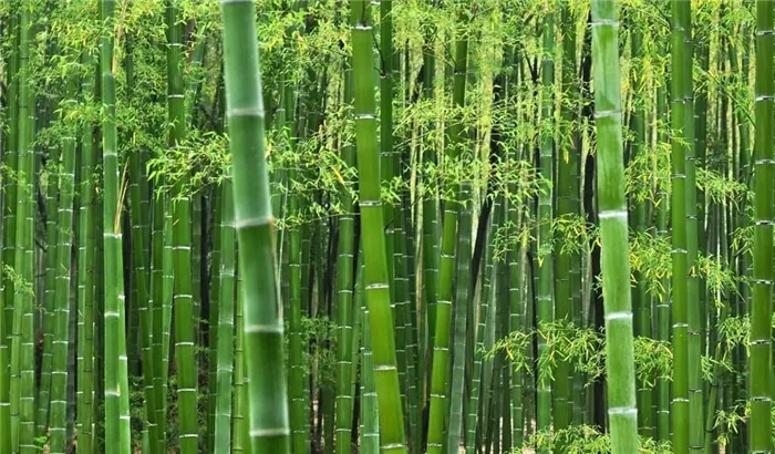 Бамбук из семейства травянистых.
