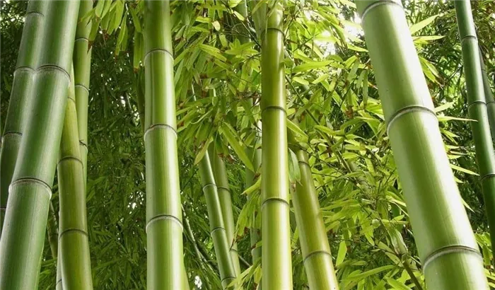 Бамбуковые леса в Австралии