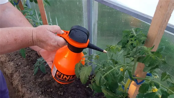 Смазывание томатов в теплице во время цветения