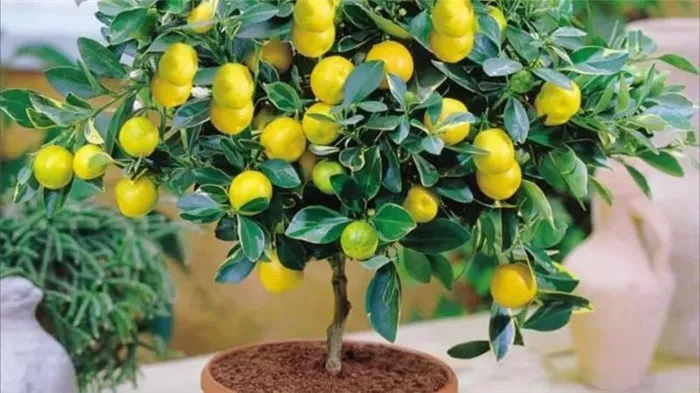 Как вырастить лимоны на подоконнике в домашних условиях