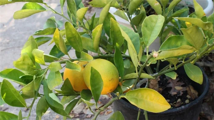 Как вырастить лимоны на подоконнике в домашних условиях