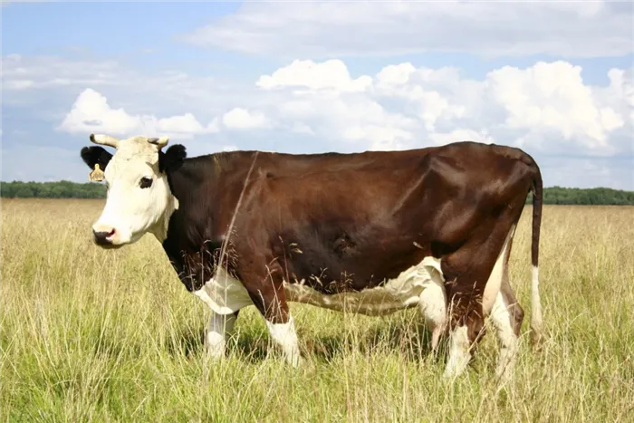 Костромские породы крупного рогатого скота
