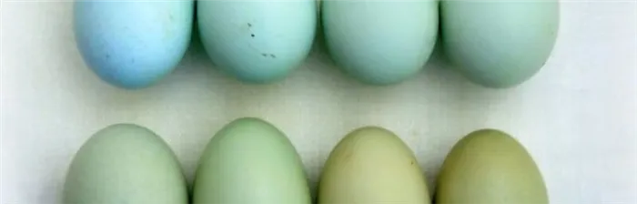 Куры рождают голубые и зеленые яйца