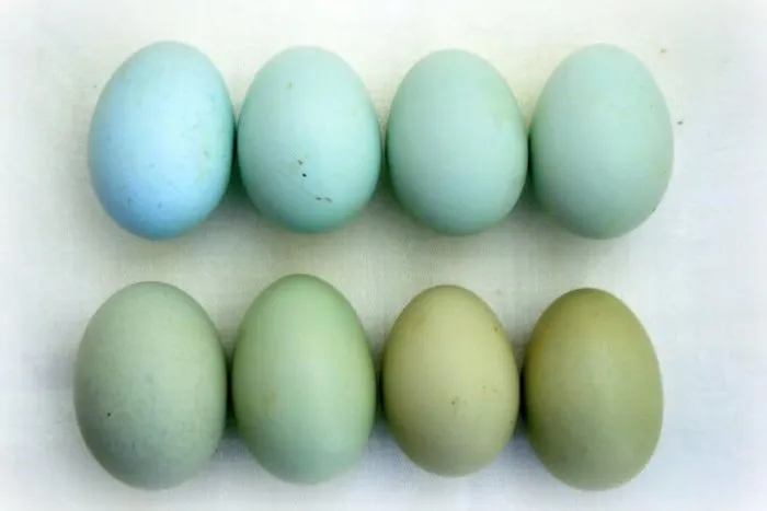 Куры рождают голубые и зеленые яйца