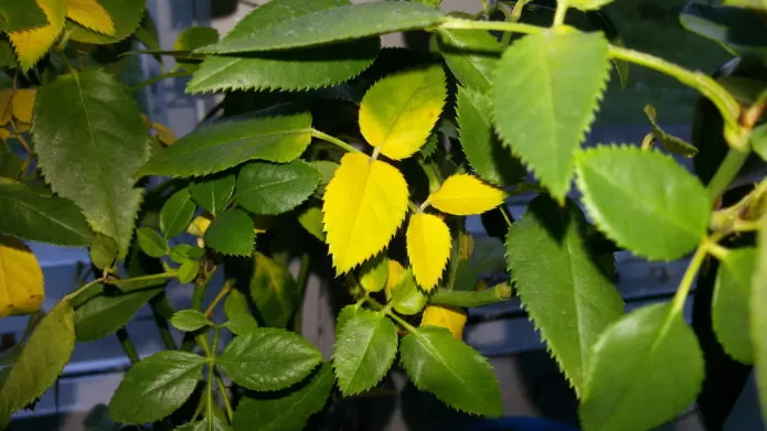 Желтые листья на комнатных растениях поднимаются