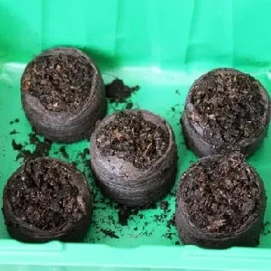 Пошаговое руководство: как вырастить семенной картофель в домашних условиях